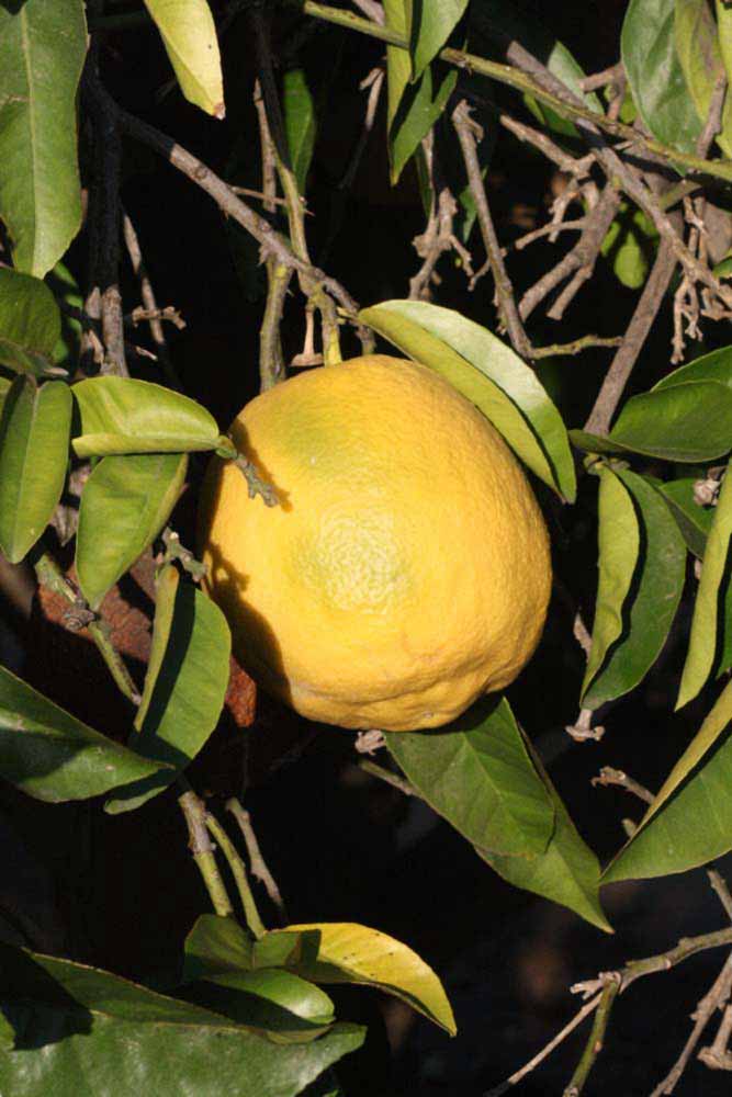                Fruit (Siamese, Riverside, CA)       